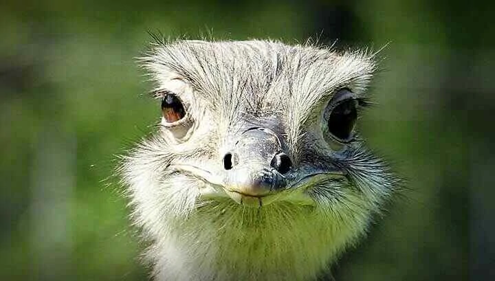 Somali ostrich head close up